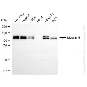KD-Validated MYO1B Rabbit mAb (20 μl)