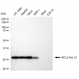 KD-Validated BCL2L12 Rabbit mAb (20 μl)