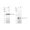 KD-Validated BCL2L12 Rabbit mAb (20 μl)