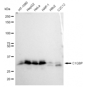 KD-Validated C1QBP Rabbit mAb (20 μl)