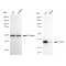 KD-Validated C1QBP Rabbit mAb (20 μl)