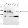 KD-Validated CLSTN1 Rabbit mAb (20 μl)
