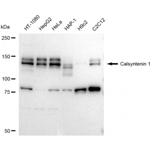 KD-Validated CLSTN1 Rabbit mAb (20 μl)