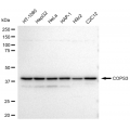 KD-Validated COPS3 Rabbit mAb (20 μl)