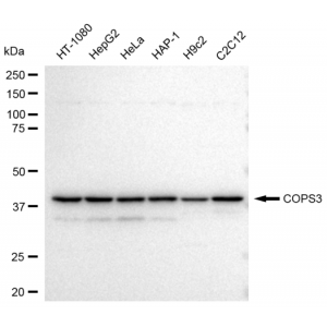KD-Validated COPS3 Rabbit mAb (20 μl)