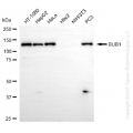 KD-Validated BUB1 Rabbit mAb (20 μl)