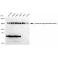 KD-Validated CLASP1 Rabbit mAb (20 μl)
