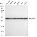 KD-Validated EIF4A1 Rabbit mAb (20 μl)