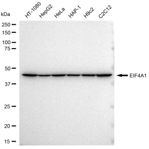 KD-Validated EIF4A1 Rabbit mAb (20 μl)