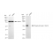 KD-Validated Phospho-ARRB1 (S412) Rabbit mAb (20 μl)