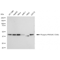 KD-Validated Phospho-PRAS40 (T246) Rabbit mAb (20 μl)