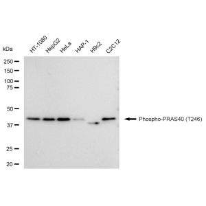 KD-Validated Phospho-PRAS40 (T246) Rabbit mAb (20 μl)