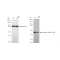 KD-Validated Phospho-PRAS40 (T246) Rabbit mAb (20 μl)
