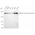 KD-Validated ARHGAP5 Rabbit mAb (20 μl)