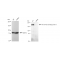 KD-Validated ARHGAP5 Rabbit mAb (20 μl)