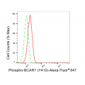 KD-Validated Phospho-BCAR1 (Y410) Rabbit mAb (20 μl)