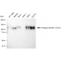 KD-Validated Phospho-BCAR1 (Y410) Rabbit mAb (20 μl)