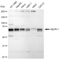 KD-Validated Atg16L1 Rabbit mAb (20 μl)