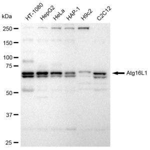 KD-Validated Atg16L1 Rabbit mAb (20 μl)
