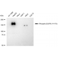KD-Validated Phospho-EGFR (Y1173) Rabbit mAb (20 μl)