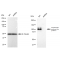 KD-Validated APLP2 Rabbit mAb (20 μl)