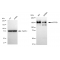 KD-Validated ATP7B Rabbit mAb (20 μl)
