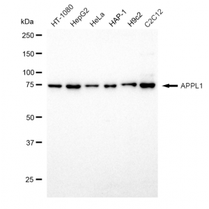 KD-Validated APPL1 Rabbit mAb (20 μl)