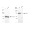 KD-Validated APPL1 Rabbit mAb (20 μl)