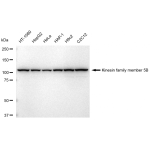 KD-Validated KIF5B Rabbit mAb (20 μl)