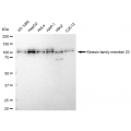 KD-Validated KIF23 Rabbit mAb (20 μl)
