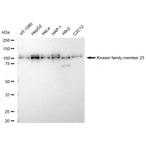 KD-Validated KIF23 Rabbit mAb (20 μl)
