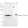 KD-Validated cleaved Caspase-9 Rabbit mAb (20 μl)