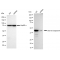 KD-Validated cleaved Caspase-9 Rabbit mAb (20 μl)