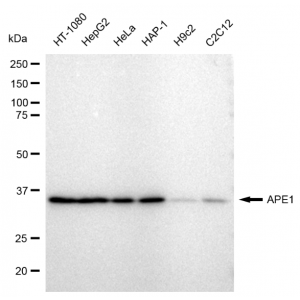 KD-Validated APE1 Rabbit mAb (20 μl)