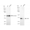 KD-Validated APE1 Rabbit mAb (20 μl)