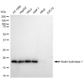 KD-Validated NUDT1 Rabbit mAb (20 μl)