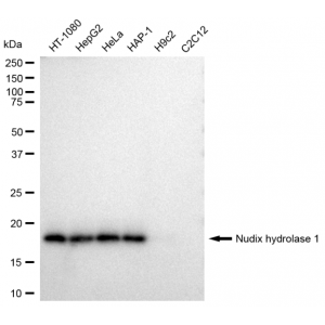 KD-Validated NUDT1 Rabbit mAb (20 μl)