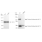 KD-Validated OSBPL1A Rabbit mAb (20 μl)