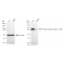 KD-Validated Phospho-GYS1 (S641) Rabbit mAb (20 μl)