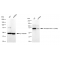KD-Validated Phospho-PKCA (T638) Rabbit mAb (20 μl)