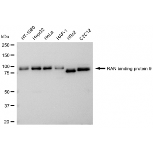 KD-Validated RANBP9 Rabbit mAb (20 μl)