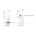 KD-Validated RASA1 Rabbit mAb (20 μl)