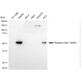 KD-Validated Phospho-Chk1 (S280) Rabbit mAb (20 μl)