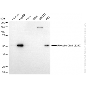 KD-Validated Phospho-Chk1 (S280) Rabbit mAb (20 μl)