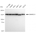 KD-Validated SMARCC1 Rabbit mAb (20 μl)