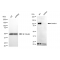KD-Validated Sortilin 1 Rabbit mAb (20 μl)