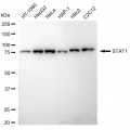 KD-Validated STAT1 Rabbit mAb (20 μl)