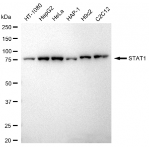 KD-Validated STAT1 Rabbit mAb (20 μl)