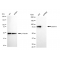 KD-Validated STAT1 Rabbit mAb (20 μl)