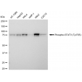 KD-Validated Phospho-STAT3 (Tyr705) Rabbit mAb (20 μl)